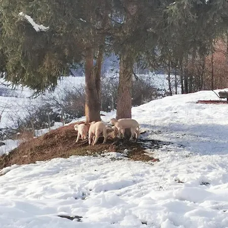Casa vacanze Etno Selo Dedovina